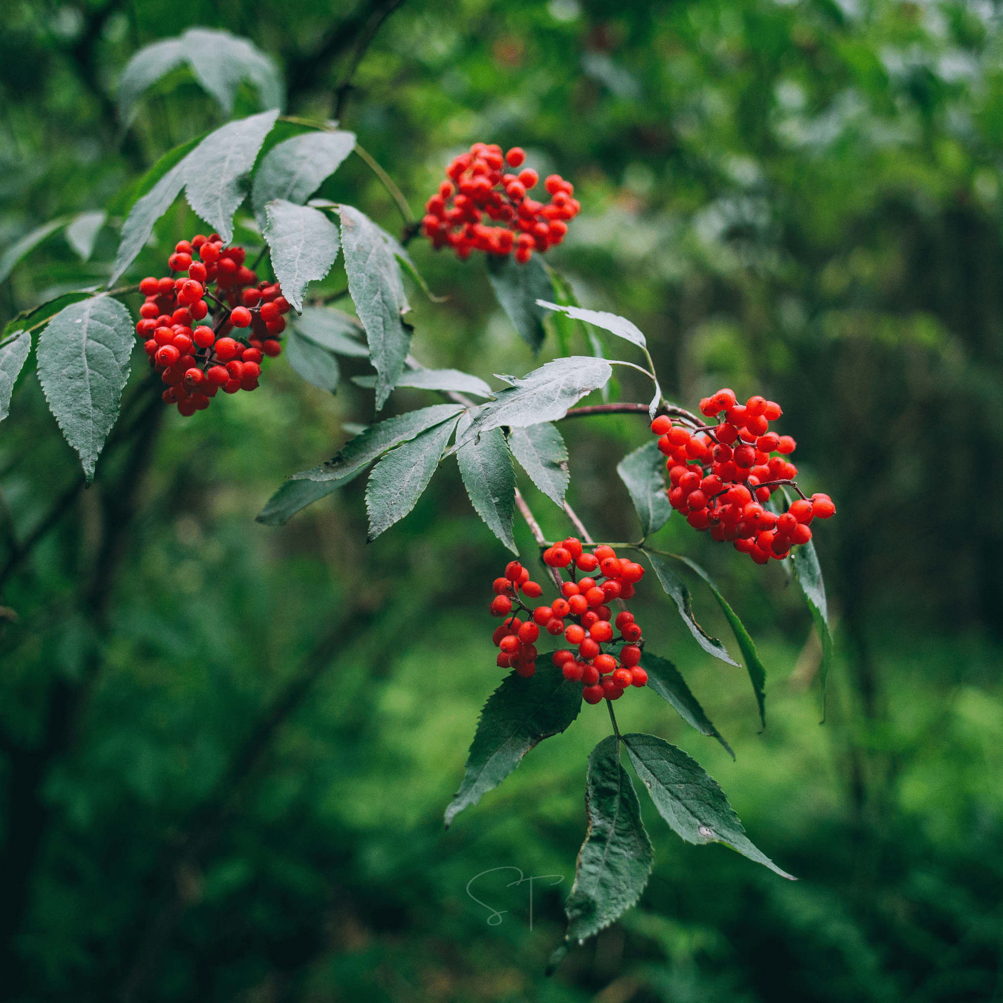 Elderberry Seed Collection (American Black • Red • Blue) seed packet from Seed Therapy – American - grown, heirloom seeds