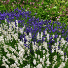 Ellagance Snow Lavender – 20 Seeds seed packet from Seed Therapy – American - grown, heirloom seeds