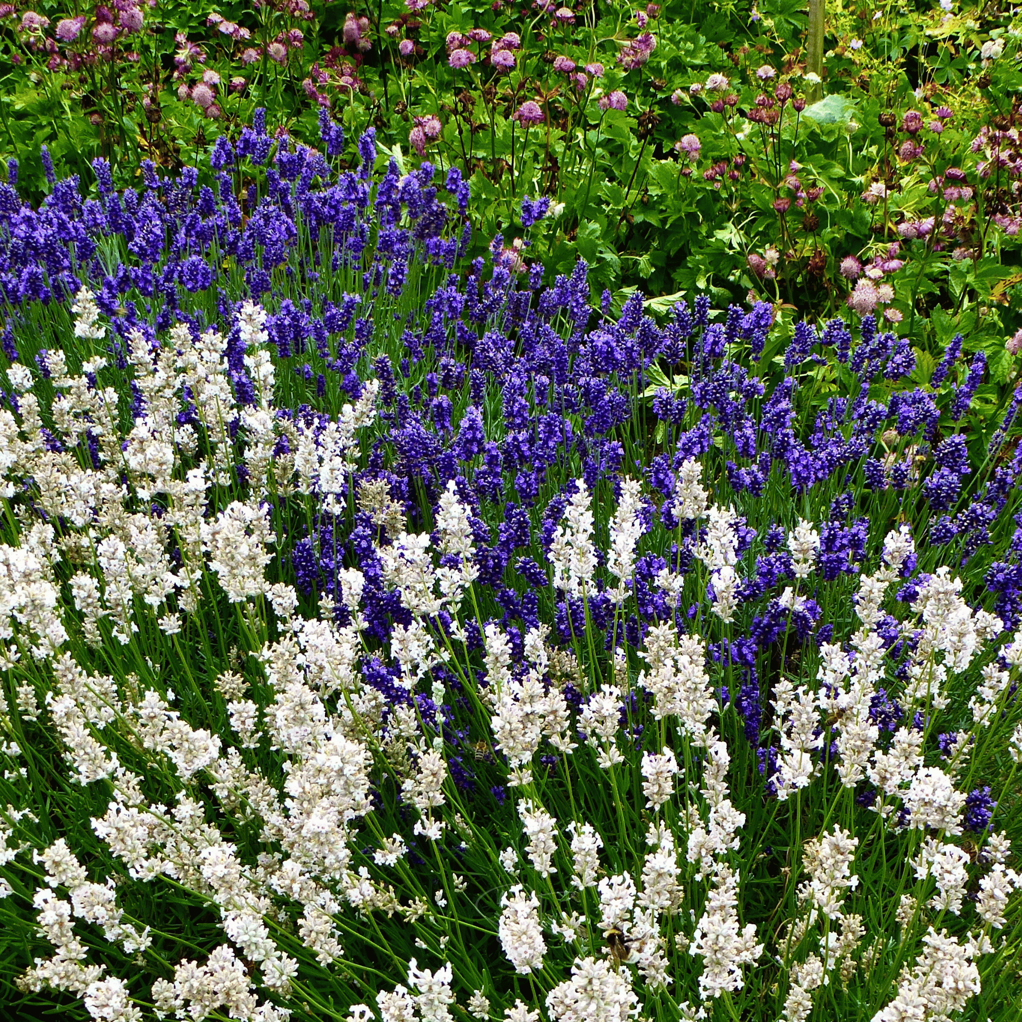 Ellagance Snow Lavender – 20 Seeds seed packet from Seed Therapy – American - grown, heirloom seeds