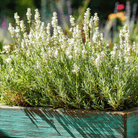 Ellagance Snow Lavender – 20 Seeds seed packet from Seed Therapy – American - grown, heirloom seeds