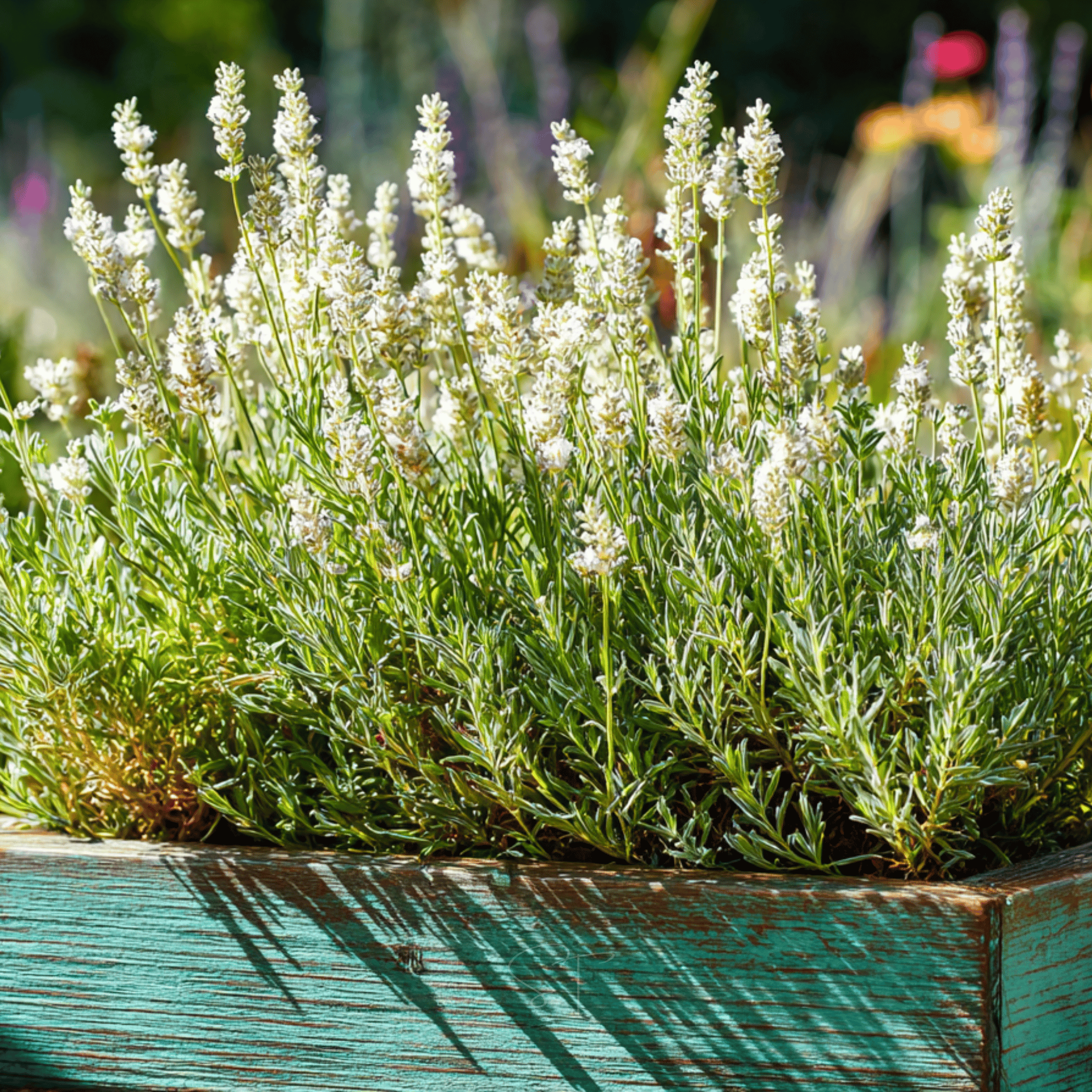 Ellagance Snow Lavender – 20 Seeds seed packet from Seed Therapy – American - grown, heirloom seeds