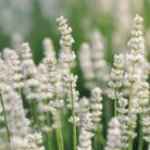 Ellagance Snow Lavender – 20 Seeds seed packet from Seed Therapy – American - grown, heirloom seeds