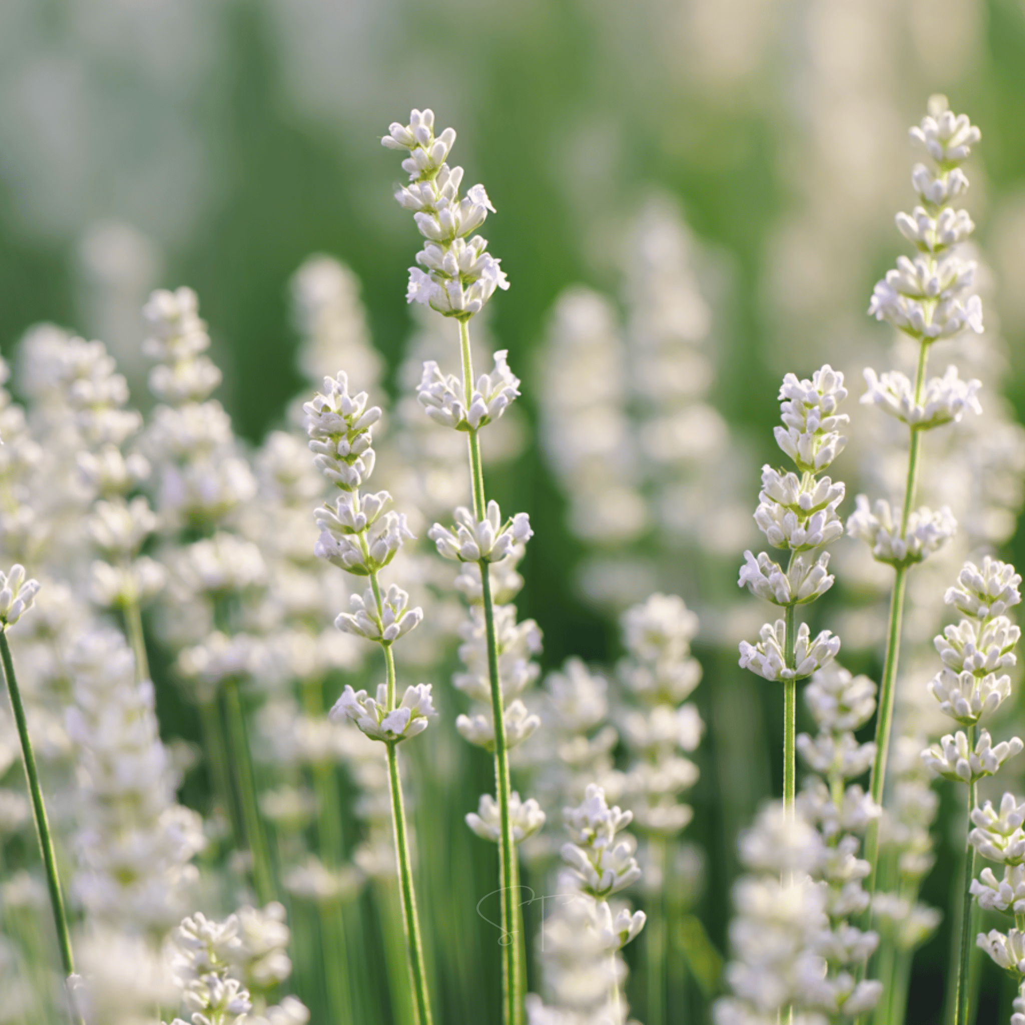 Ellagance Snow Lavender – 20 Seeds seed packet from Seed Therapy – American - grown, heirloom seeds