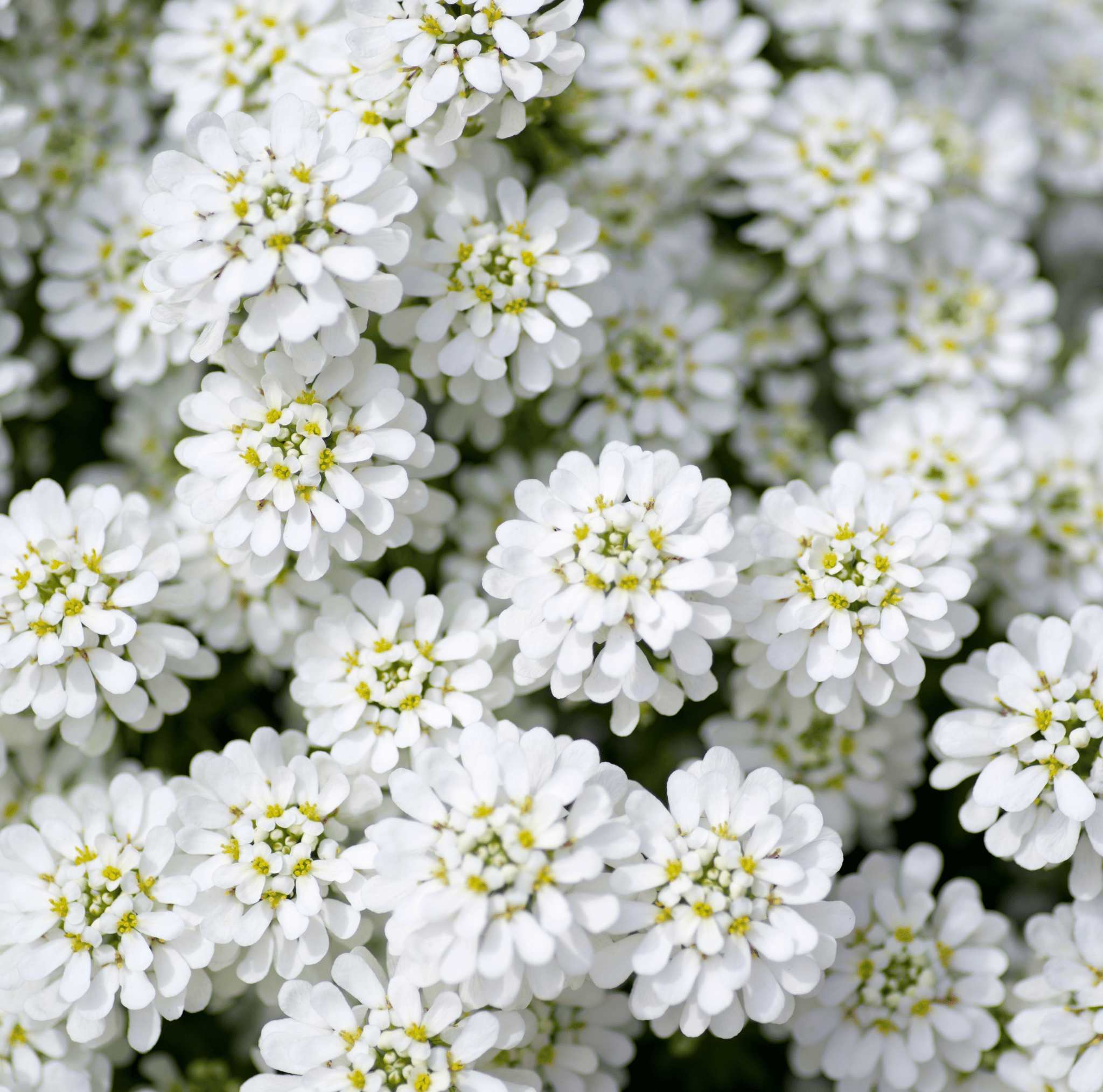 Empress Rocket Candytuft – 100 Seeds seed packet from Seed Therapy – American - grown, heirloom seeds