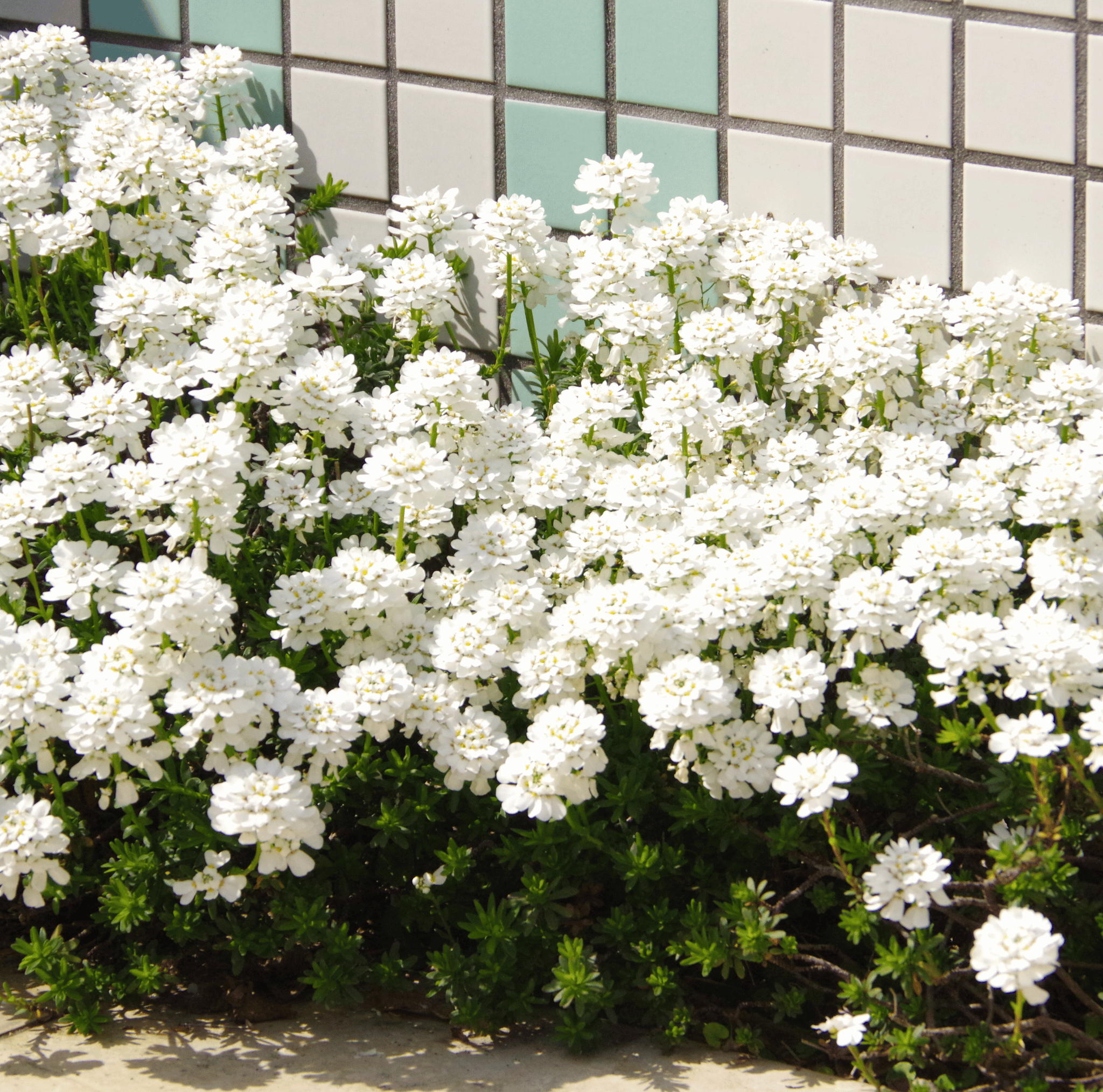 Empress Rocket Candytuft – 100 Seeds seed packet from Seed Therapy – American - grown, heirloom seeds