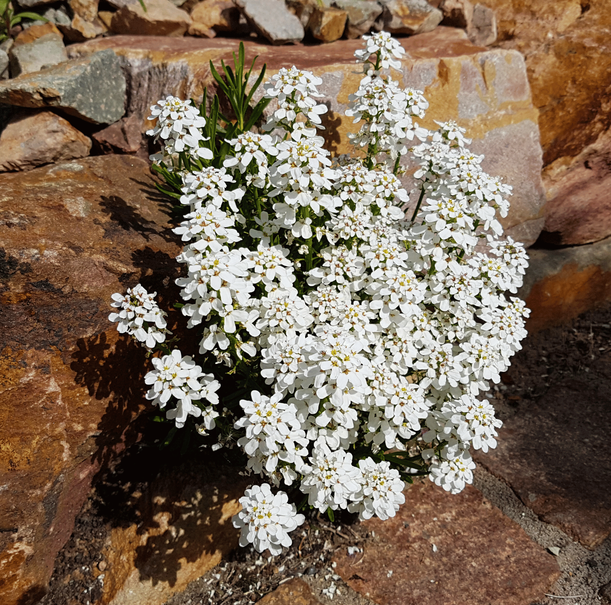 Empress Rocket Candytuft – 100 Seeds seed packet from Seed Therapy – American - grown, heirloom seeds
