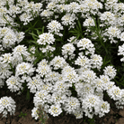 Empress Rocket Candytuft – 100 Seeds seed packet from Seed Therapy – American - grown, heirloom seeds