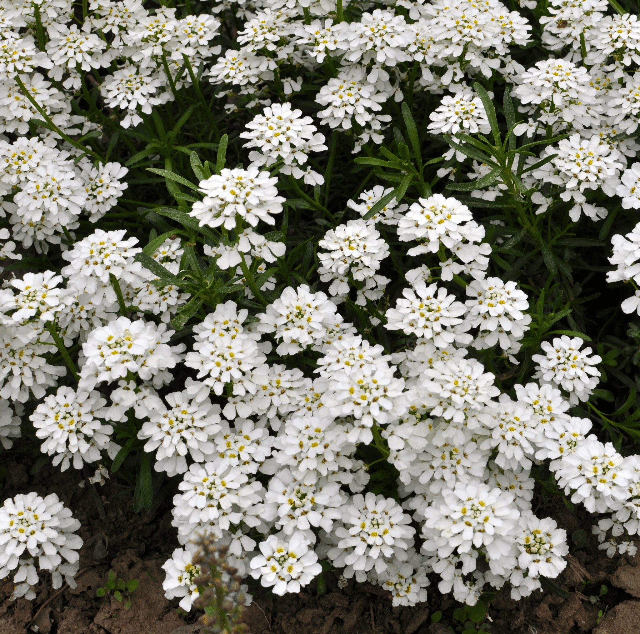 Empress Rocket Candytuft – 100 Seeds seed packet from Seed Therapy – American - grown, heirloom seeds