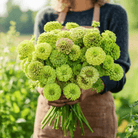 Envy Green Zinnia – 25 Seeds seed packet from Seed Therapy – American - grown, heirloom seeds