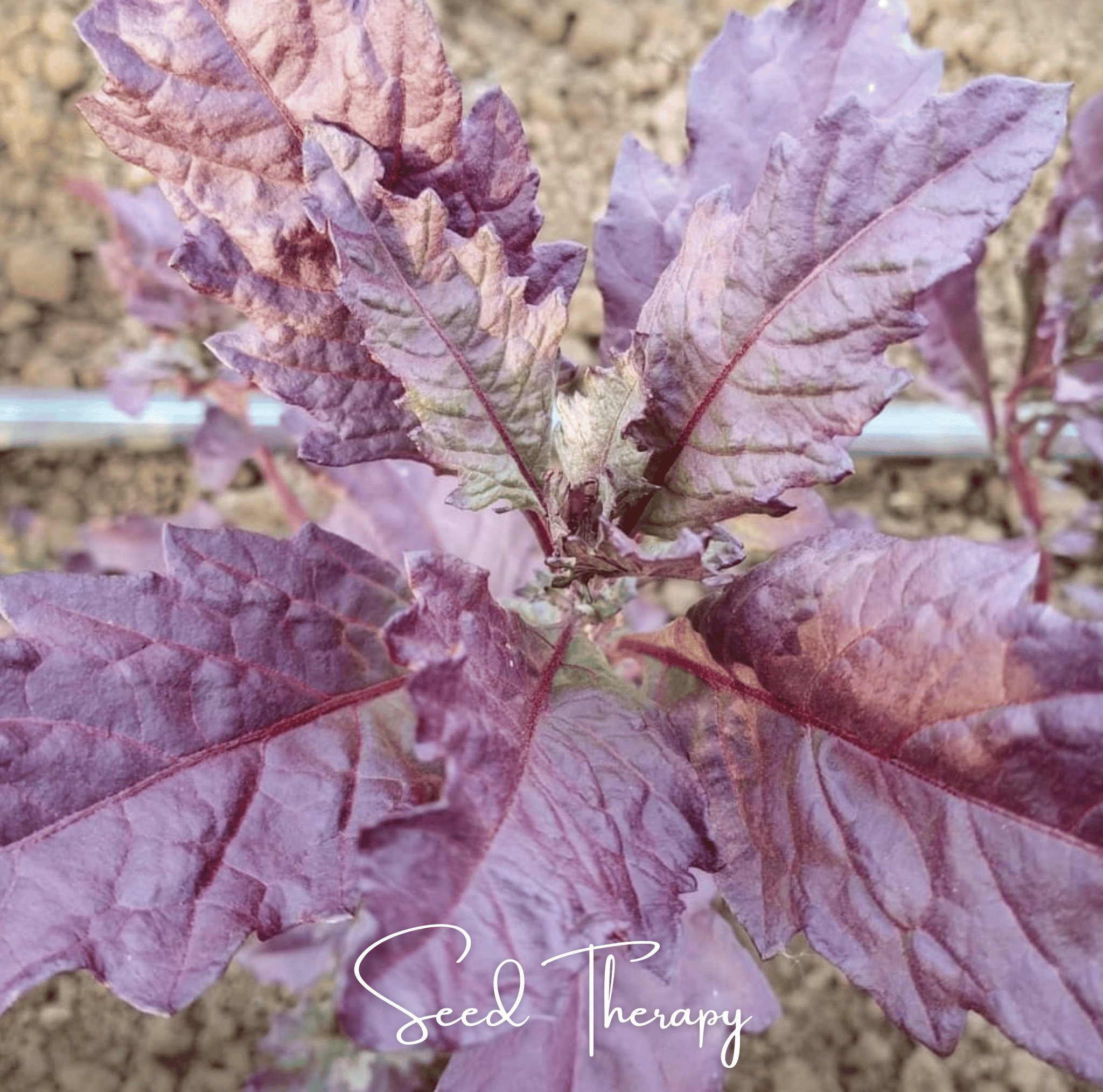 Epazote, Red Oaxaca (Dysphania ambrosioides) - 100 Seeds seed packet from Seed Therapy – American - grown, heirloom seeds