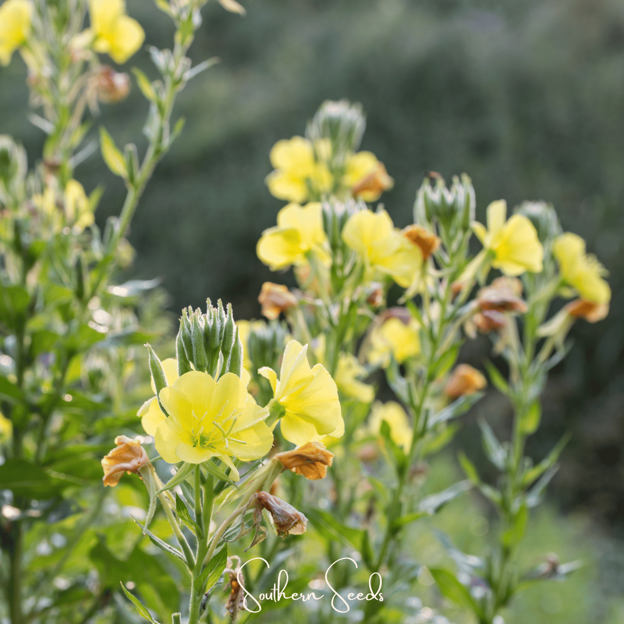planting primrose seeds Evening Primrose – 100 Seeds
