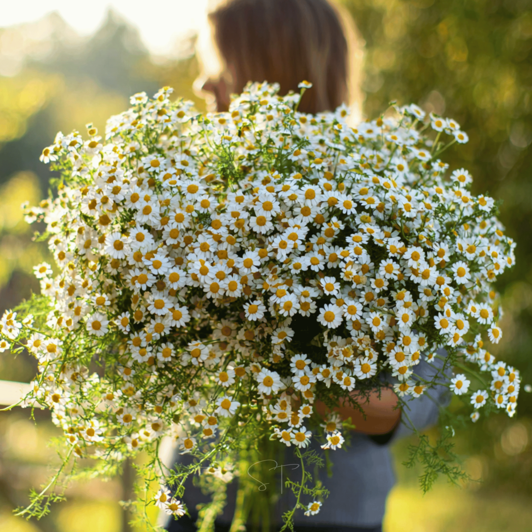 feverfew plant seeds Feverfew – 100 Seeds