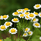 Feverfew – 100 Seeds seed packet from Seed Therapy – American - grown, heirloom seeds