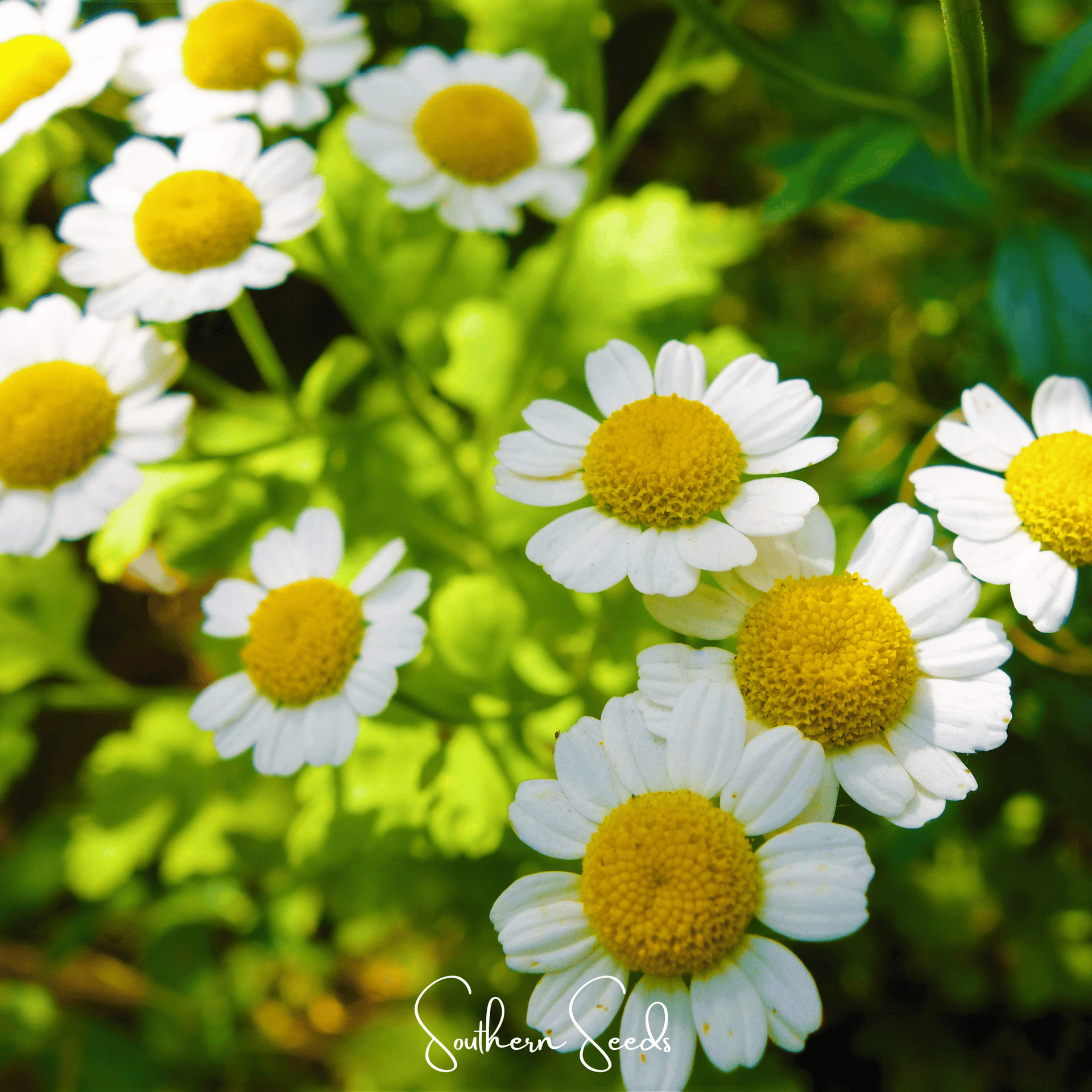 Feverfew (Tanacetum parthenium) - 100 Seeds - Seed Therapy