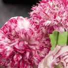 Flemish Antique Peony Poppy - 100 Seeds seed packet from Seed Therapy – American - grown, heirloom seeds