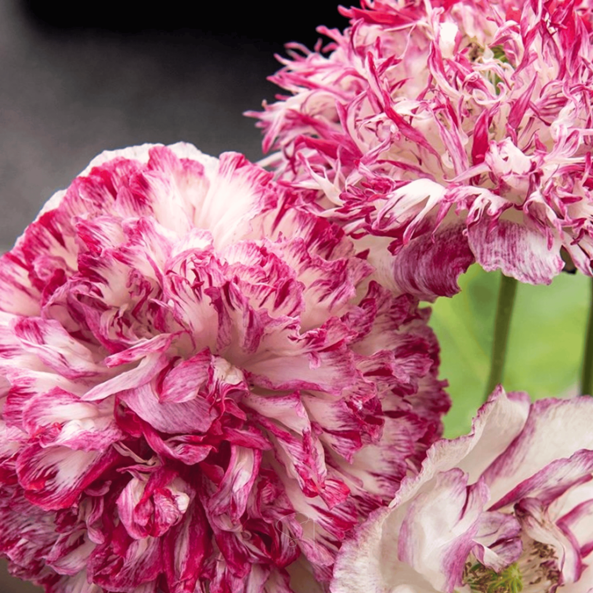 Flemish Antique Peony Poppy - 100 Seeds seed packet from Seed Therapy – American - grown, heirloom seeds