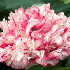 Flemish Antique Peony Poppy - 100 Seeds seed packet from Seed Therapy – American - grown, heirloom seeds