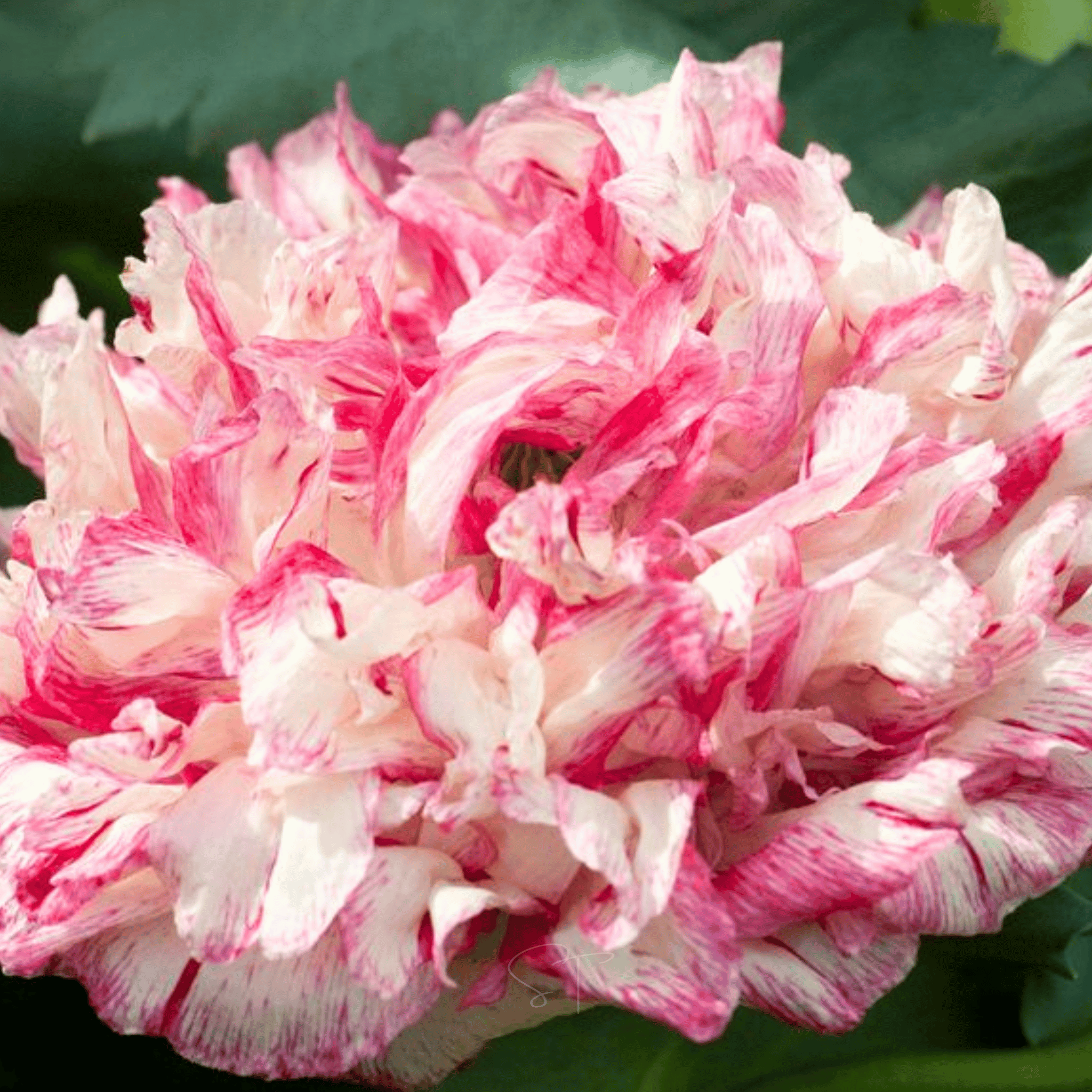 Flemish Antique Peony Poppy - 100 Seeds seed packet from Seed Therapy – American - grown, heirloom seeds