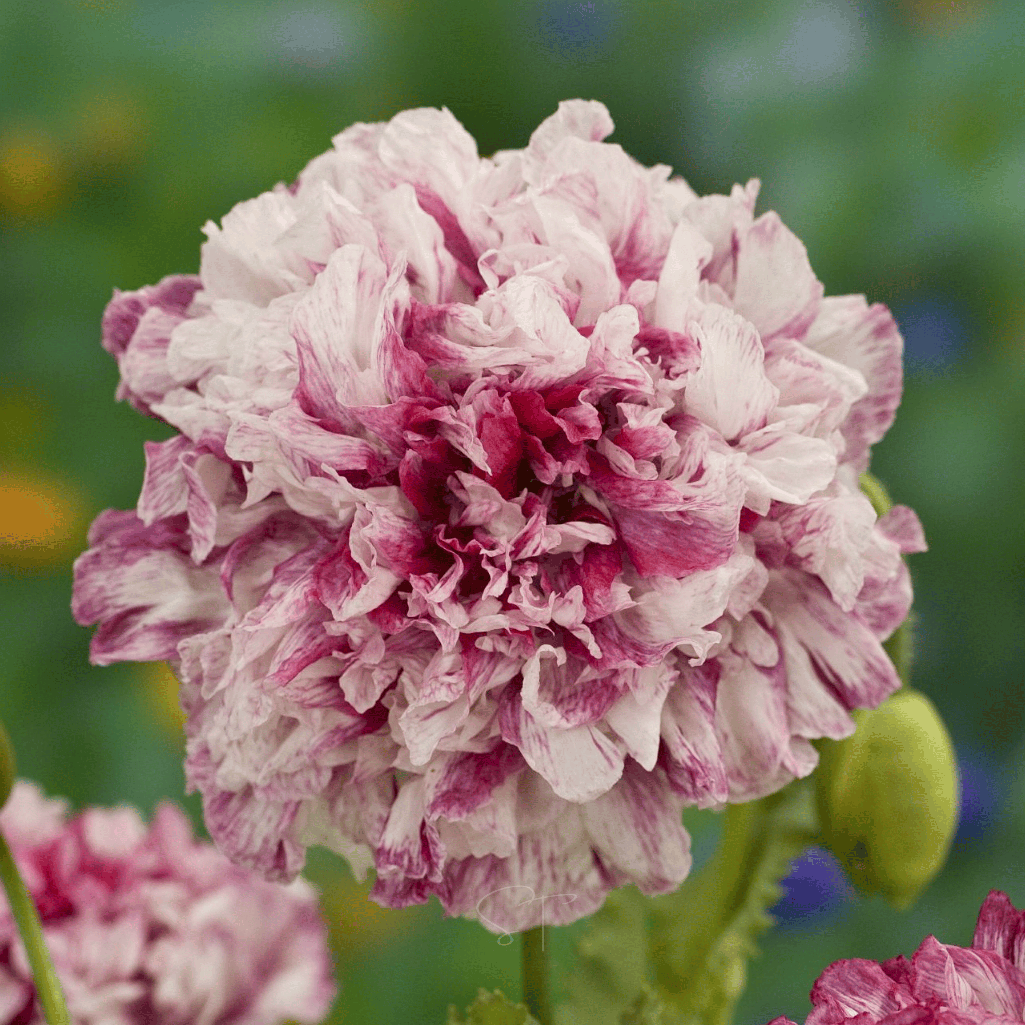Flemish Antique Peony Poppy - 100 Seeds seed packet from Seed Therapy – American - grown, heirloom seeds