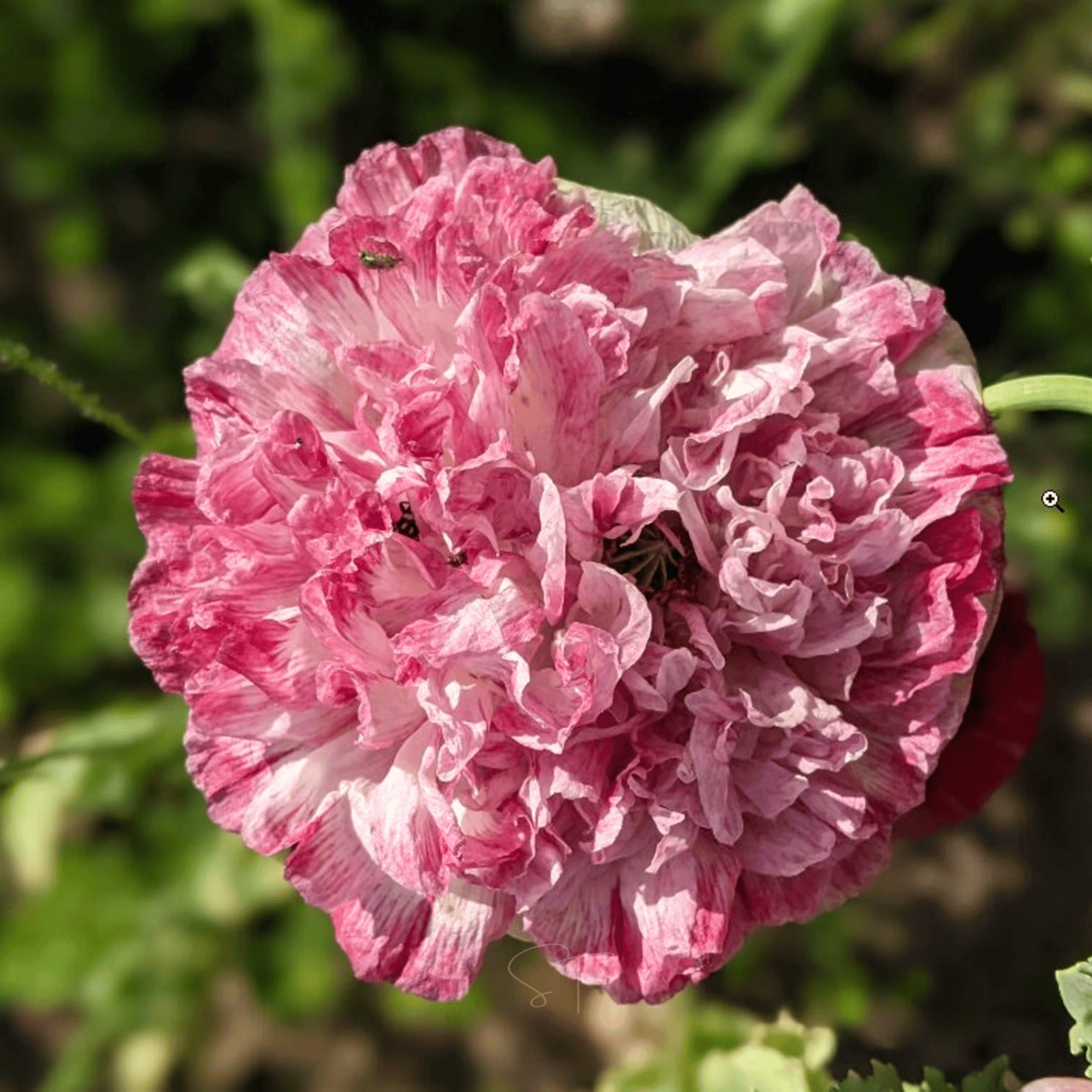Flemish Antique Peony Poppy - 100 Seeds seed packet from Seed Therapy – American - grown, heirloom seeds