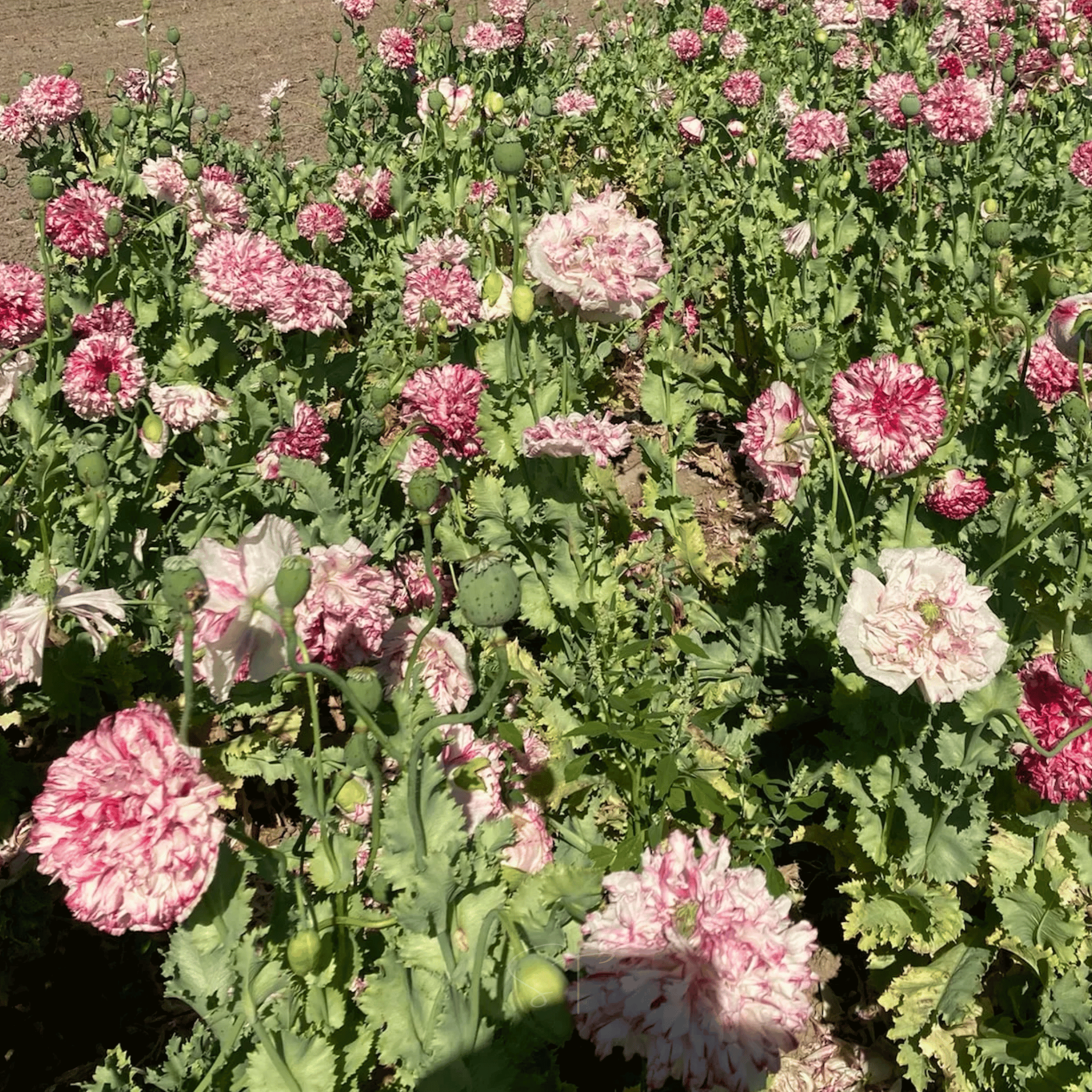 Flemish Antique Peony Poppy - 100 Seeds seed packet from Seed Therapy – American - grown, heirloom seeds