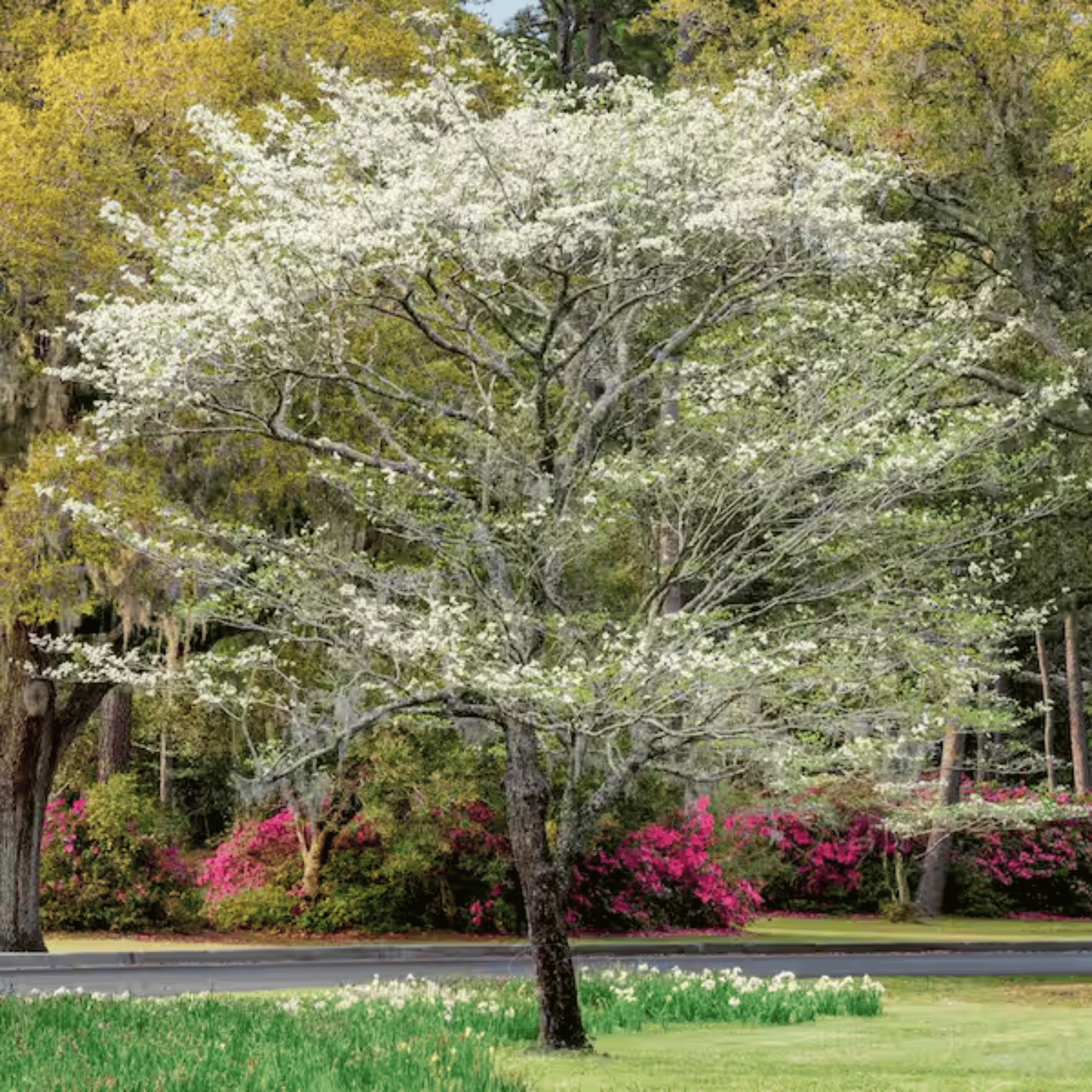 Flowering Dogwood – 20 Seeds seed packet from Seed Therapy – American - grown, heirloom seeds
