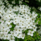 Flowering Dogwood – 20 Seeds seed packet from Seed Therapy – American - grown, heirloom seeds