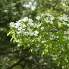 Flowering Dogwood – 20 Seeds seed packet from Seed Therapy – American - grown, heirloom seeds
