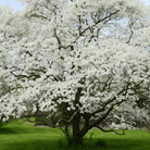 Flowering Dogwood – 20 Seeds seed packet from Seed Therapy – American - grown, heirloom seeds