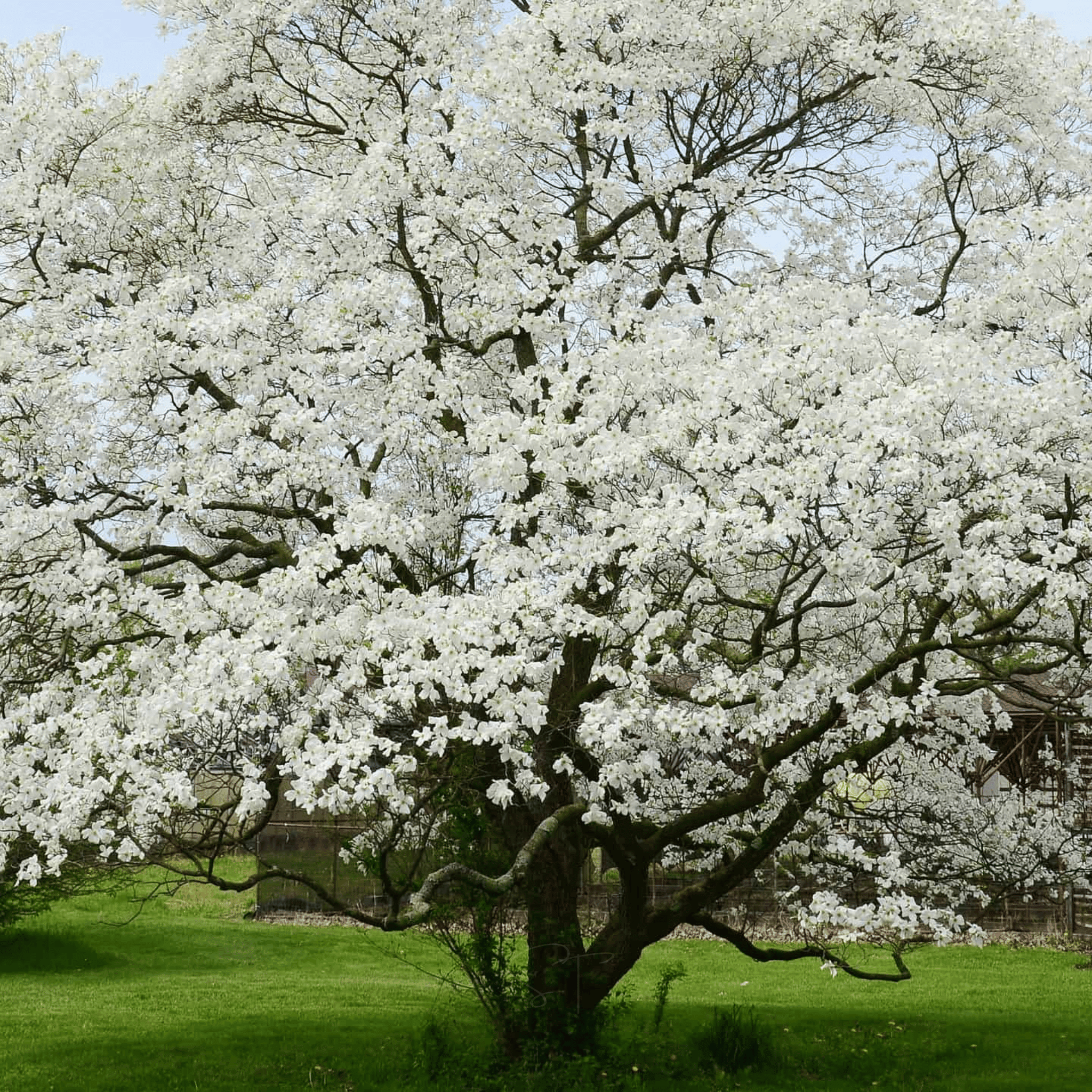 Flowering Dogwood – 20 Seeds seed packet from Seed Therapy – American - grown, heirloom seeds