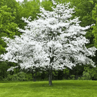 Flowering Dogwood – 20 Seeds seed packet from Seed Therapy – American - grown, heirloom seeds