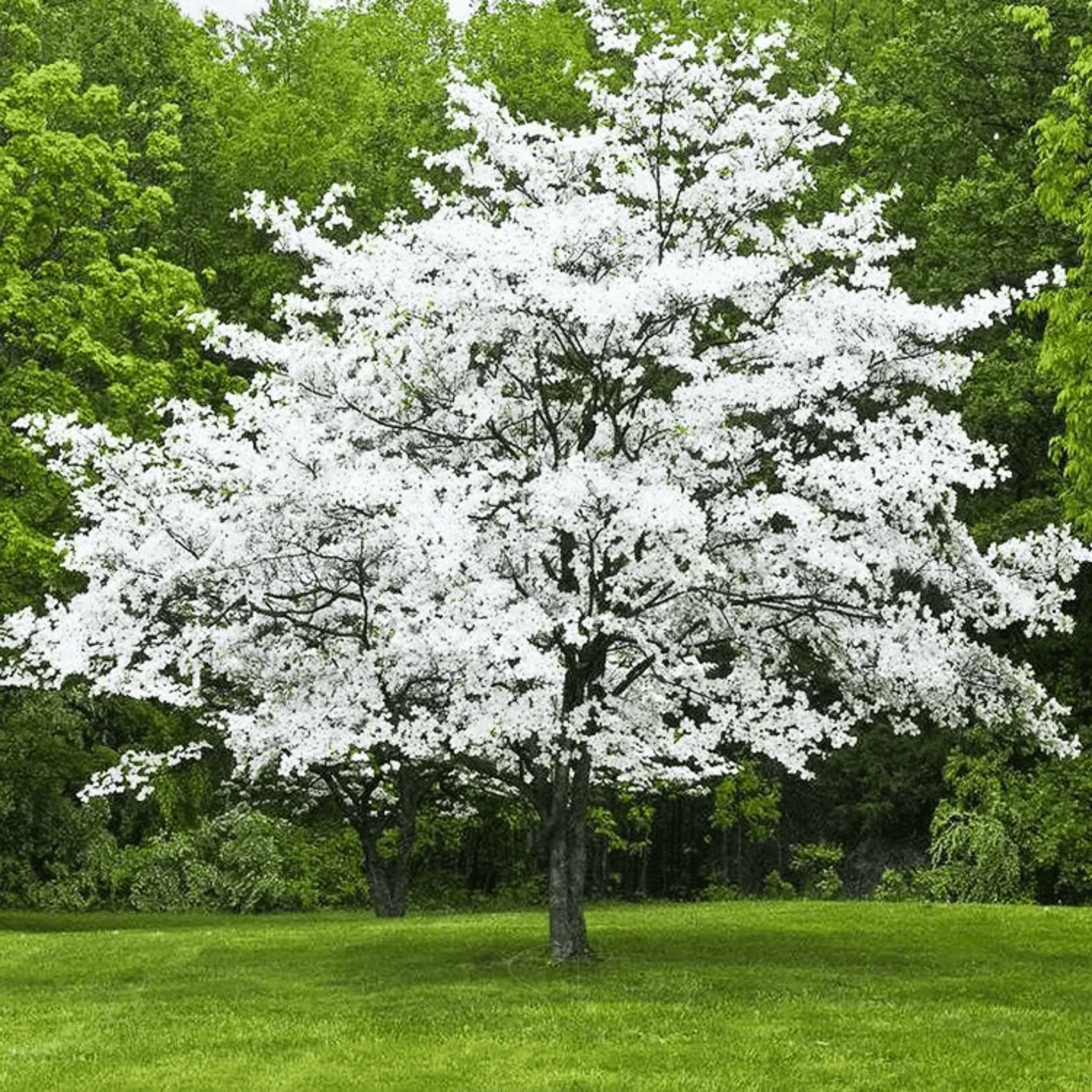 Flowering Dogwood – 20 Seeds seed packet from Seed Therapy – American - grown, heirloom seeds