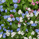Forget Me Not, Mix (Myosotis sylvatica) - 100 Seeds | Seed Therapy – Heirloom Garden Seeds