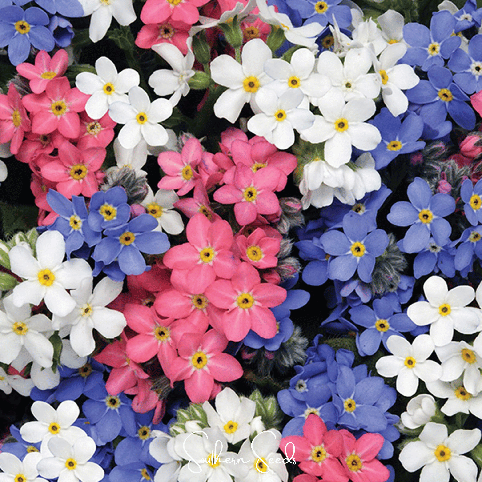 Forget Me Not, Mix (Myosotis sylvatica) - 100 Seeds | Seed Therapy – Heirloom Garden Seeds