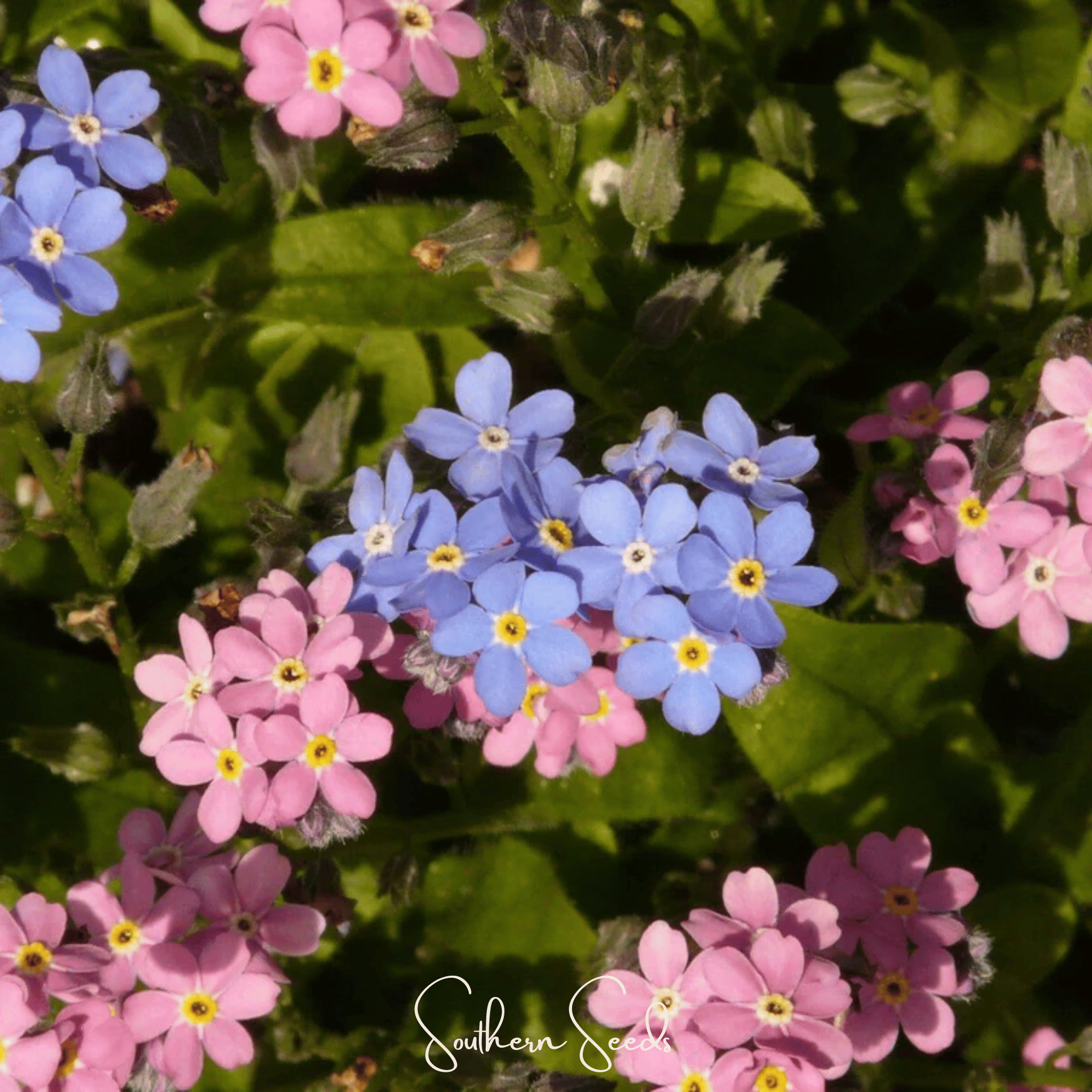Forget Me Not, Mix (Myosotis sylvatica) - 100 Seeds | Seed Therapy – Heirloom Garden Seeds