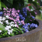 Forget Me Not, Mix (Myosotis sylvatica) - 100 Seeds | Seed Therapy – Heirloom Garden Seeds