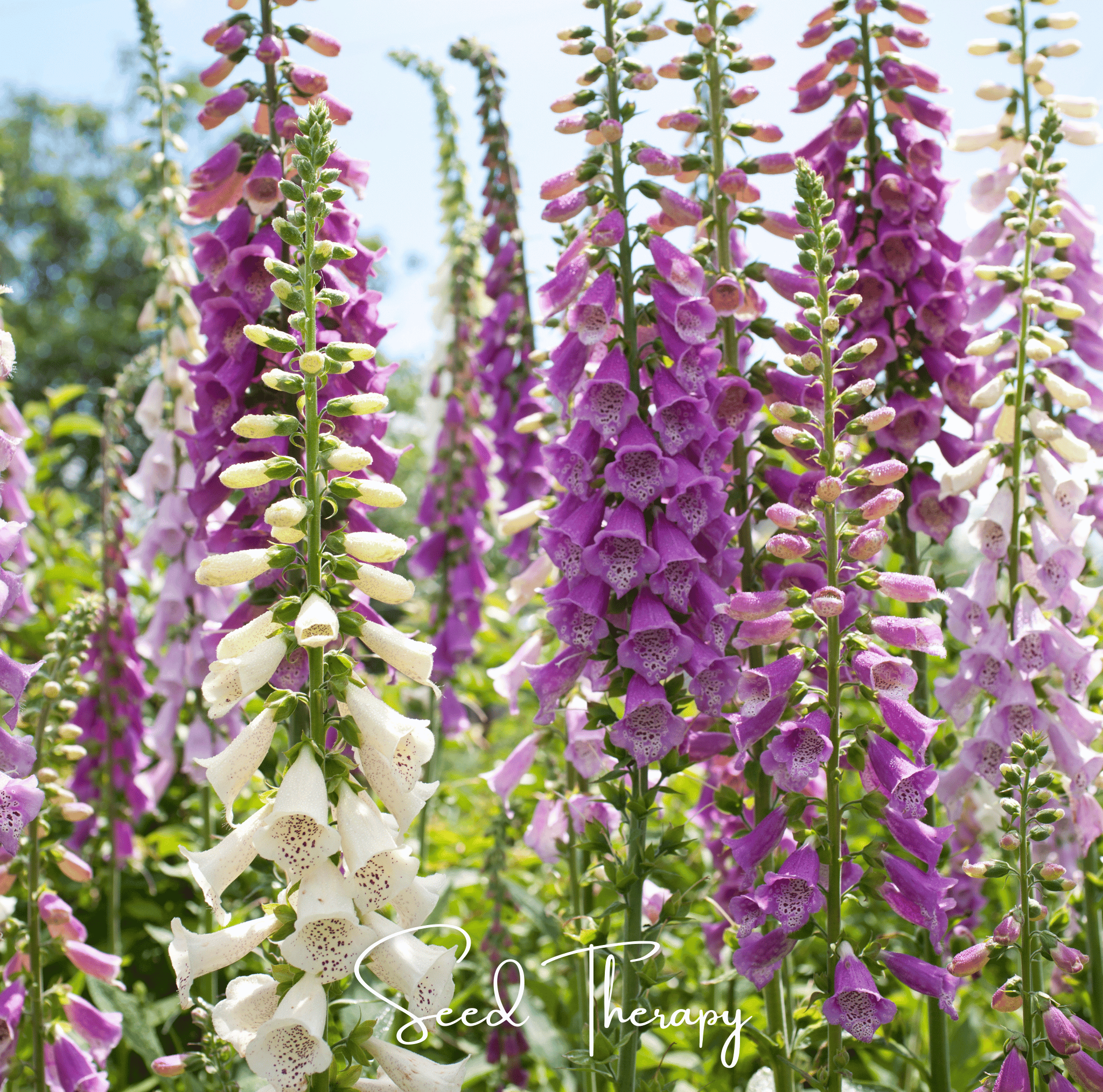 Foxglove, Foxy Mix (Digitalis purpurea) - 200 Seeds seed packet from Seed Therapy – American - grown, heirloom seeds