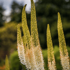 Foxtail Lily – 10 Seeds seed packet from Seed Therapy – American - grown, heirloom seeds