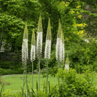 Foxtail Lily – 10 Seeds seed packet from Seed Therapy – American - grown, heirloom seeds