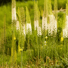 Foxtail Lily – 10 Seeds seed packet from Seed Therapy – American - grown, heirloom seeds