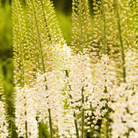 Foxtail Lily – 10 Seeds seed packet from Seed Therapy – American - grown, heirloom seeds