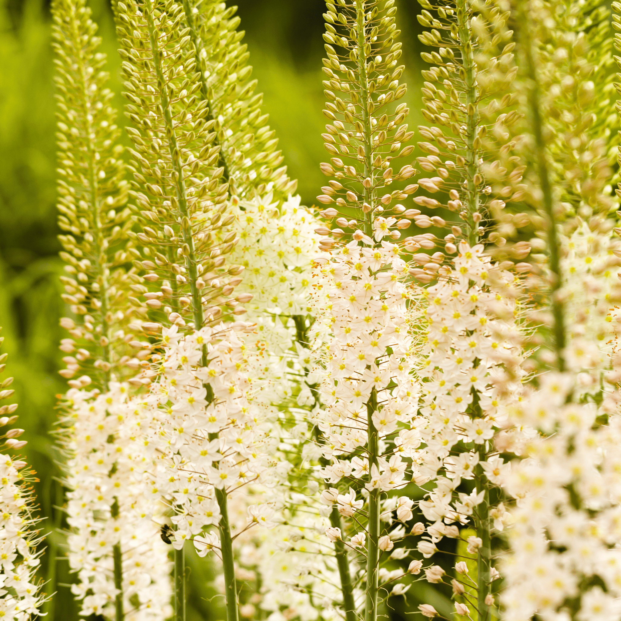 Foxtail Lily – 10 Seeds seed packet from Seed Therapy – American - grown, heirloom seeds