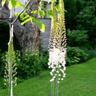 Foxtail Lily – 10 Seeds seed packet from Seed Therapy – American - grown, heirloom seeds