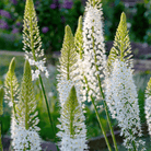 Foxtail Lily – 10 Seeds seed packet from Seed Therapy – American - grown, heirloom seeds