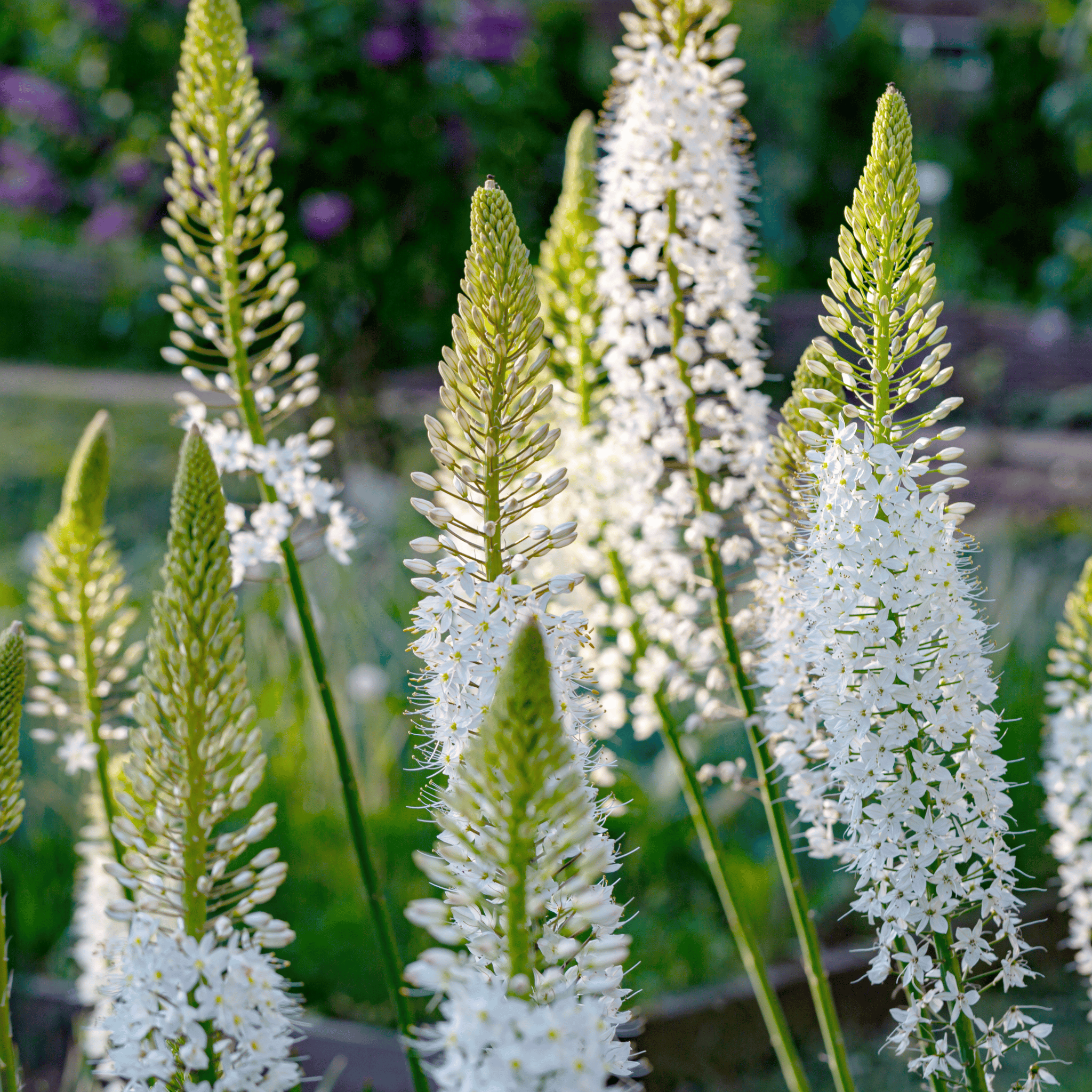 Foxtail Lily – 10 Seeds seed packet from Seed Therapy – American - grown, heirloom seeds