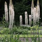 Foxtail Lily – 10 Seeds seed packet from Seed Therapy – American - grown, heirloom seeds