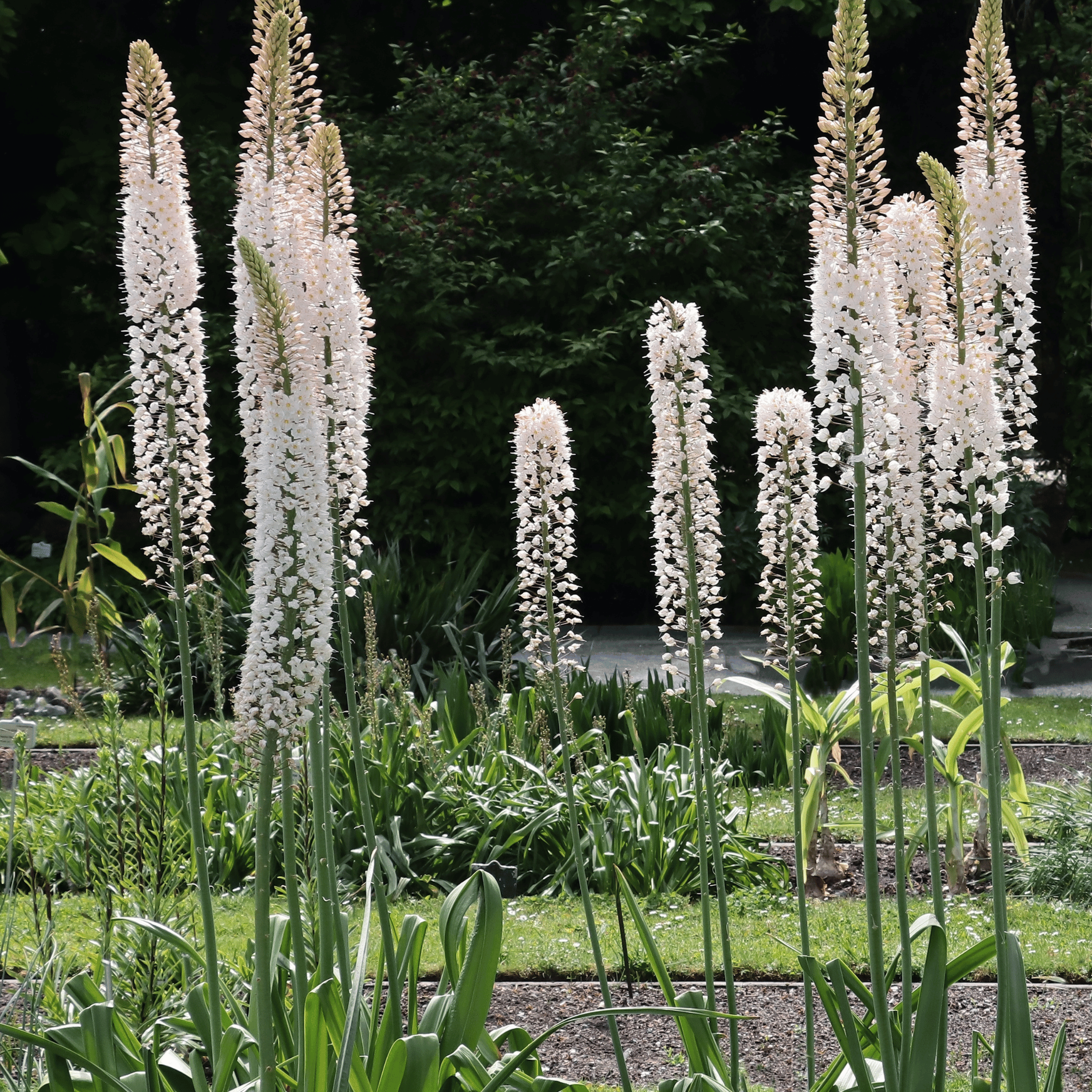 Foxtail Lily – 10 Seeds seed packet from Seed Therapy – American - grown, heirloom seeds