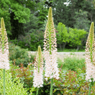 Foxtail Lily – 10 Seeds seed packet from Seed Therapy – American - grown, heirloom seeds