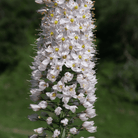 Foxtail Lily – 10 Seeds seed packet from Seed Therapy – American - grown, heirloom seeds