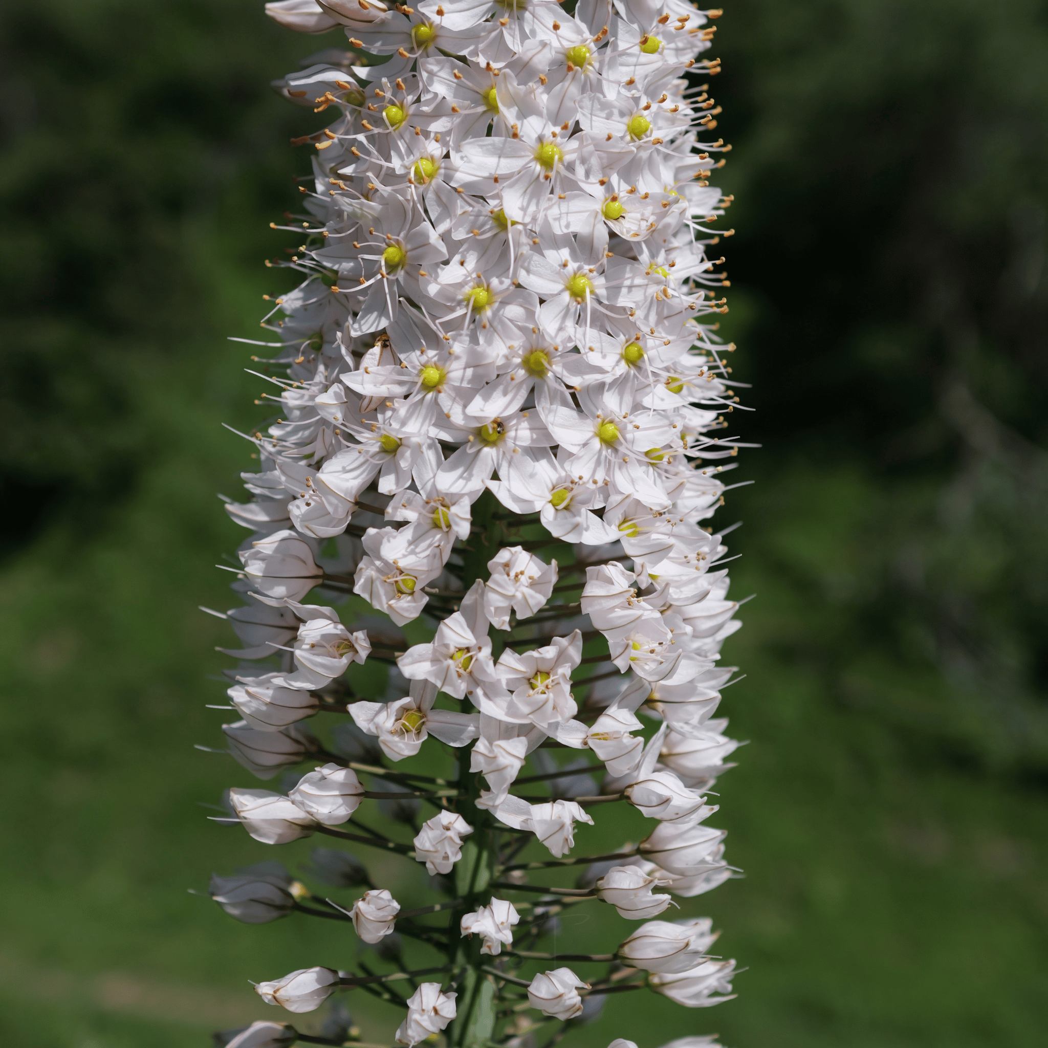 Foxtail Lily – 10 Seeds seed packet from Seed Therapy – American - grown, heirloom seeds